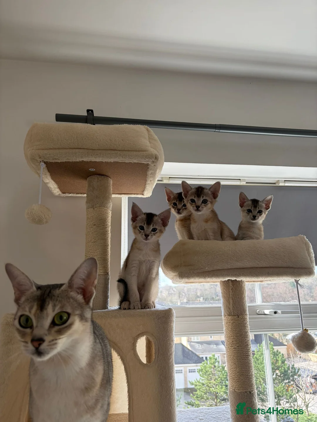 Abyssinian cats for sale: *2 girls left* GCCF - Silver Abyssinian kittens - Advert 1
