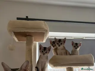 Abyssinian cats GCCF - Silver Abyssinian kittens - Home raised - Advert 6