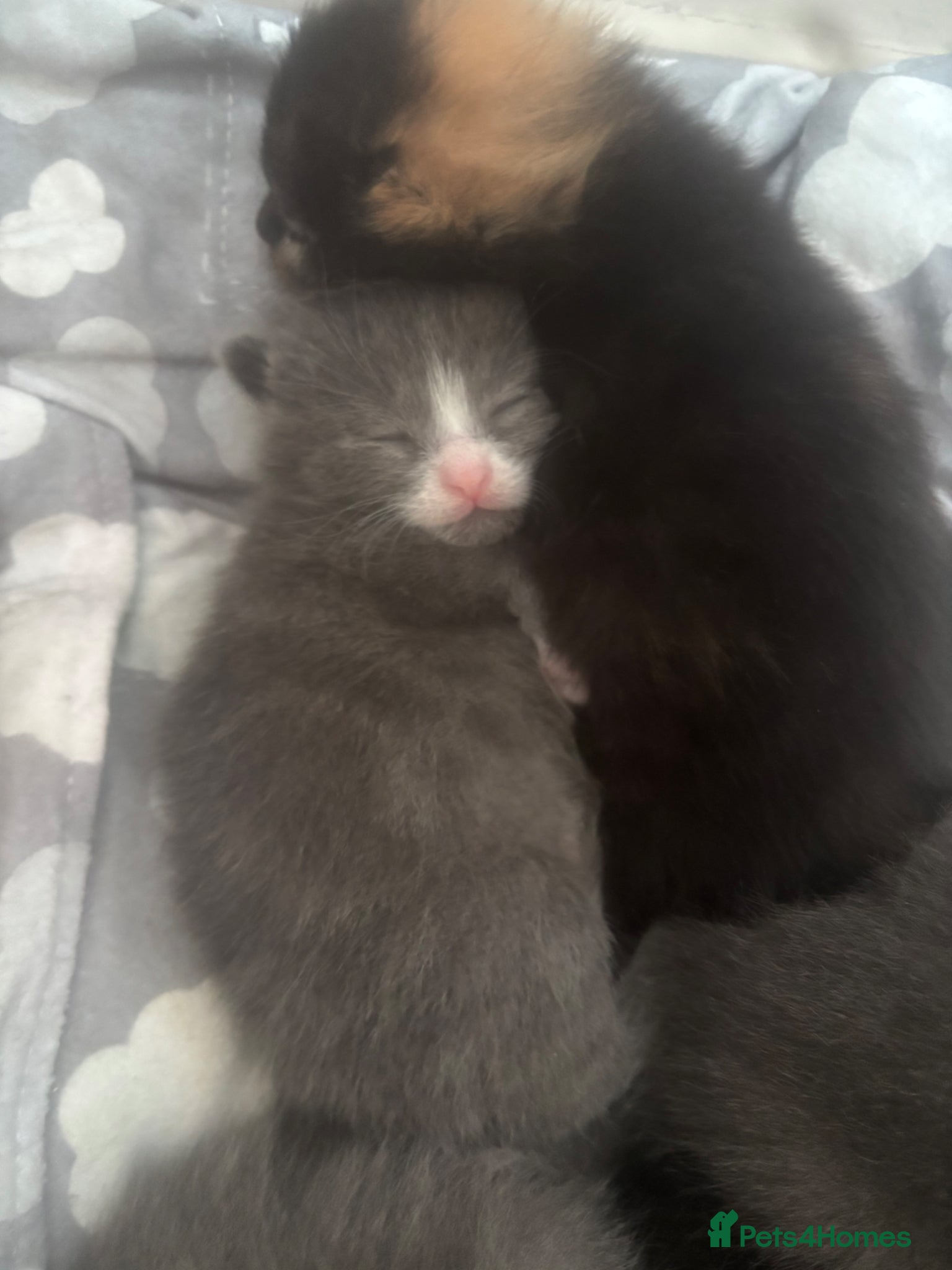 Ragdoll cats Gorgeous kittens 🐱  - Advert 1