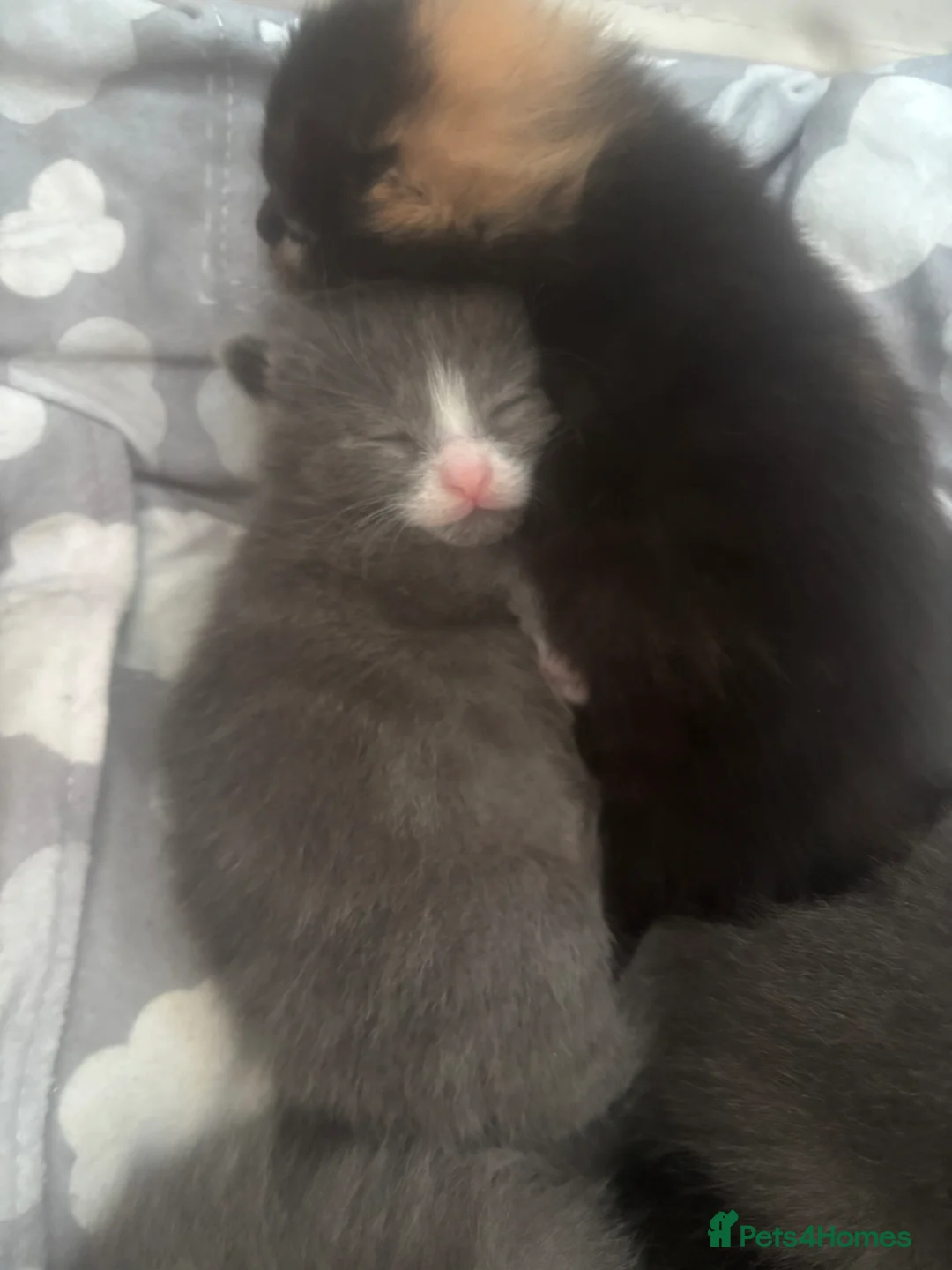 Ragdoll cats for sale: Gorgeous kittens 🐱  in Crawley - Advert 1