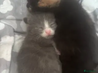 Ragdoll cats Gorgeous kittens 🐱 - Advert 1