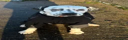 Dalmatian dogs for sale: Stunning Black-Spotted Dalmatian Male in Immingham - Advert 7