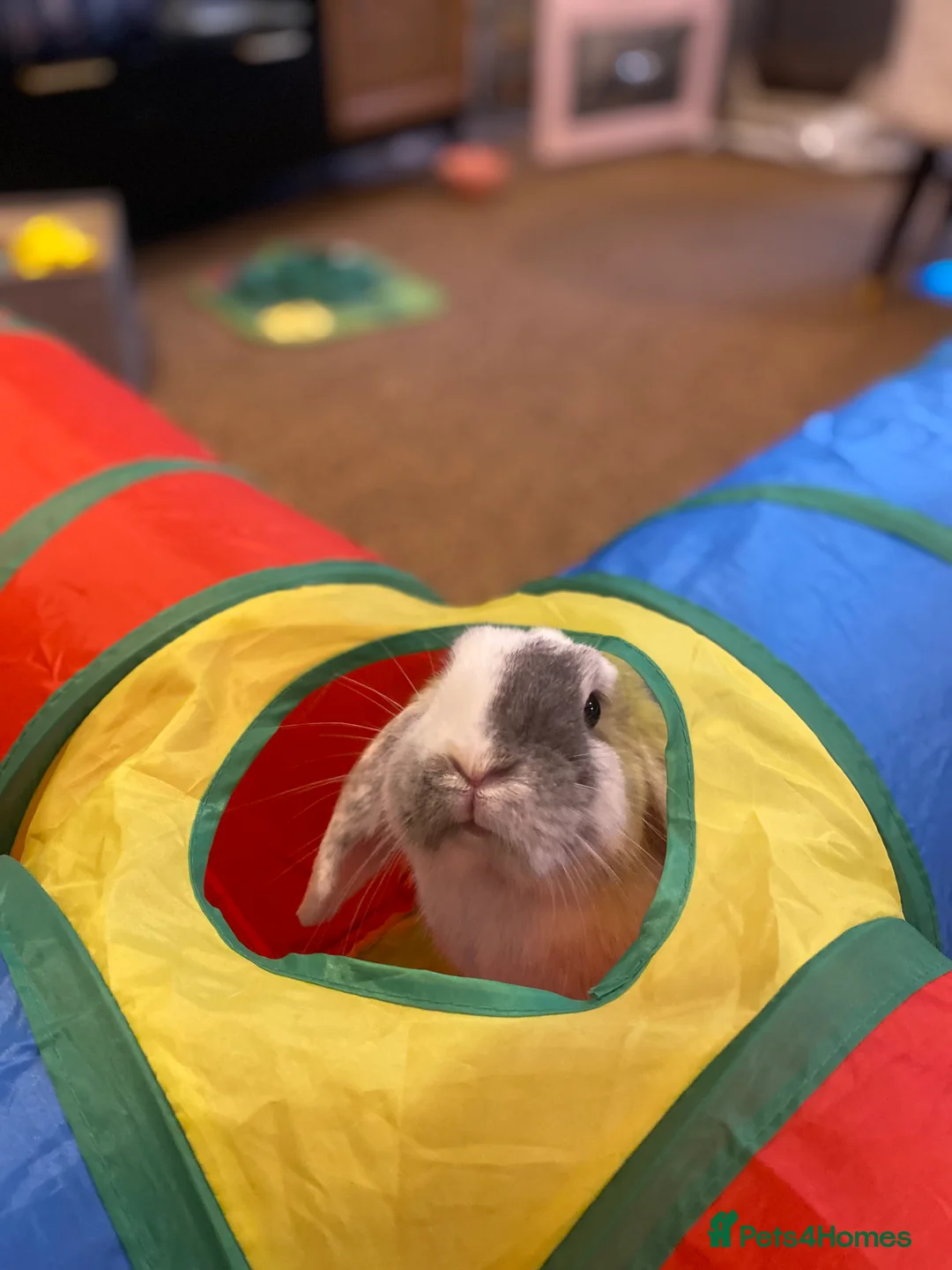 Mini Lop rabbits for sale: Adorable free roam indoor female rabbit - Advert 9