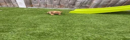 Jack Russell dogs for sale: 7 beautiful jack Russel puppies for sale - Advert 18