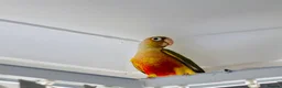 Conures birds for sale: PINEAPPLE CONURE AND GREEN CHEEK CONURE  in Oxford - Advert 6