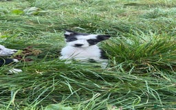 Border Collie dogs for sale: Border collie pups - Image 3