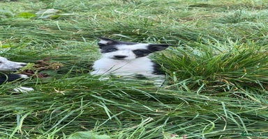 Border Collie dogs - Advert 1