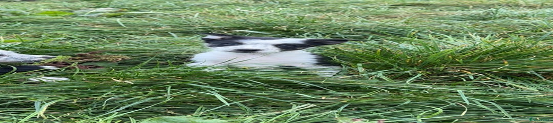 Border Collie Puppy 4