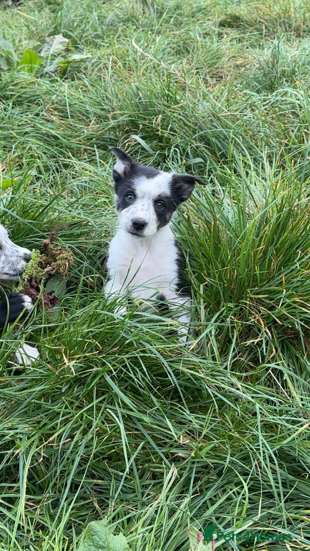 Border Collie dogs for sale: Border collie pups - Image 3