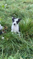 Border Collie dogs - Advert 15
