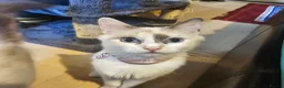 Ragdoll cats for sale: 3 Cute Ragdoll kittens - Advert 9