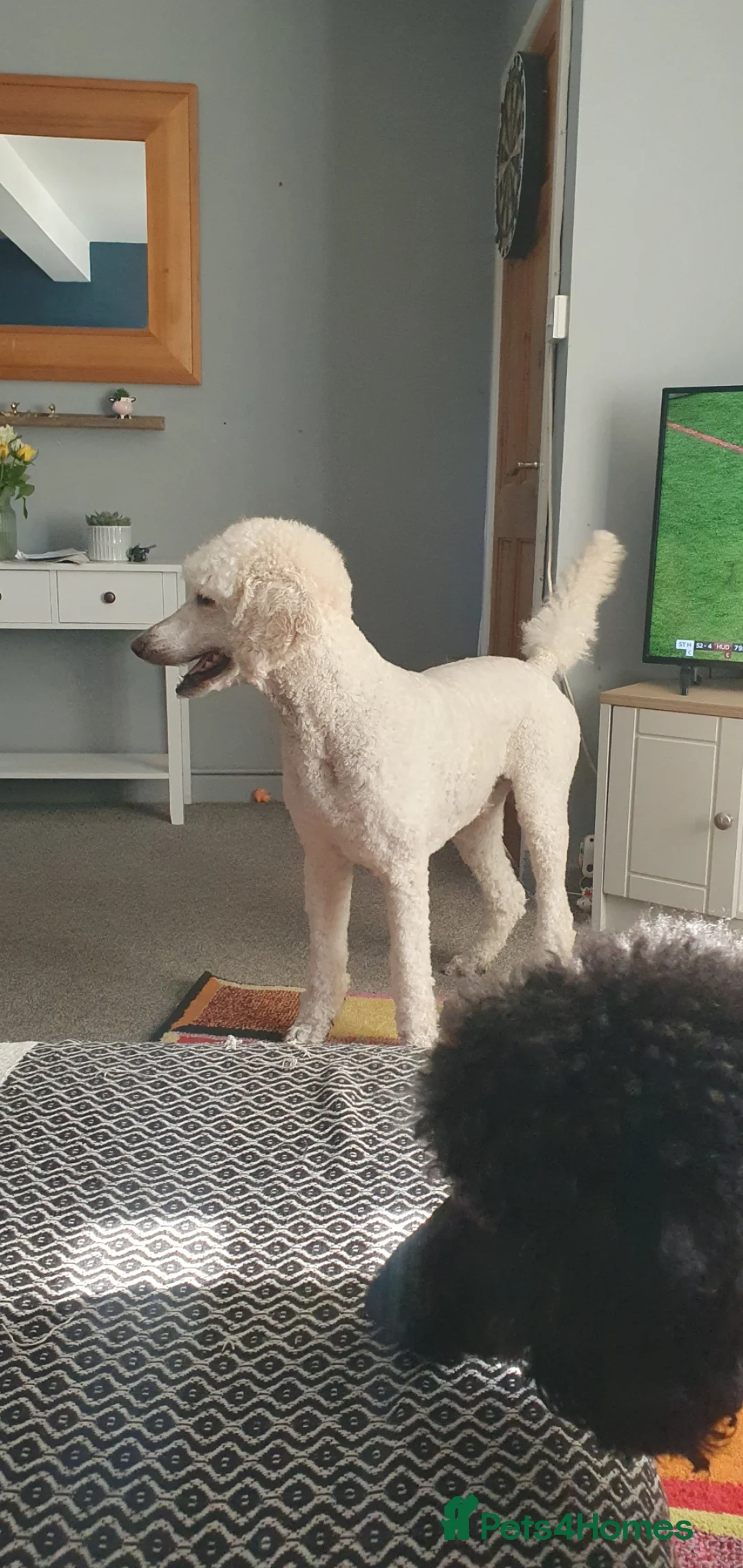Standard Poodle dogs for sale: Standard poodle puppy's kc reg - Advert 5