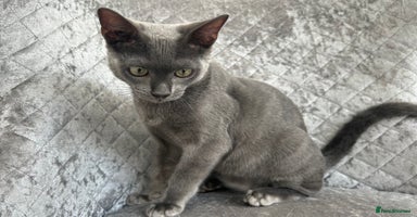Bengal cats in Benfleet - Advert 15