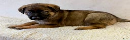 German Shepherd dogs for sale: DDR Working Line GSD Puppies Rare Working Lines - Advert 18