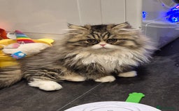 Exotic cats for sale: Exotic longhair and short hair kittens  - Image 36