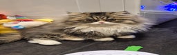 Exotic cats for sale:  1  long hair  Persian female left - Advert 13
