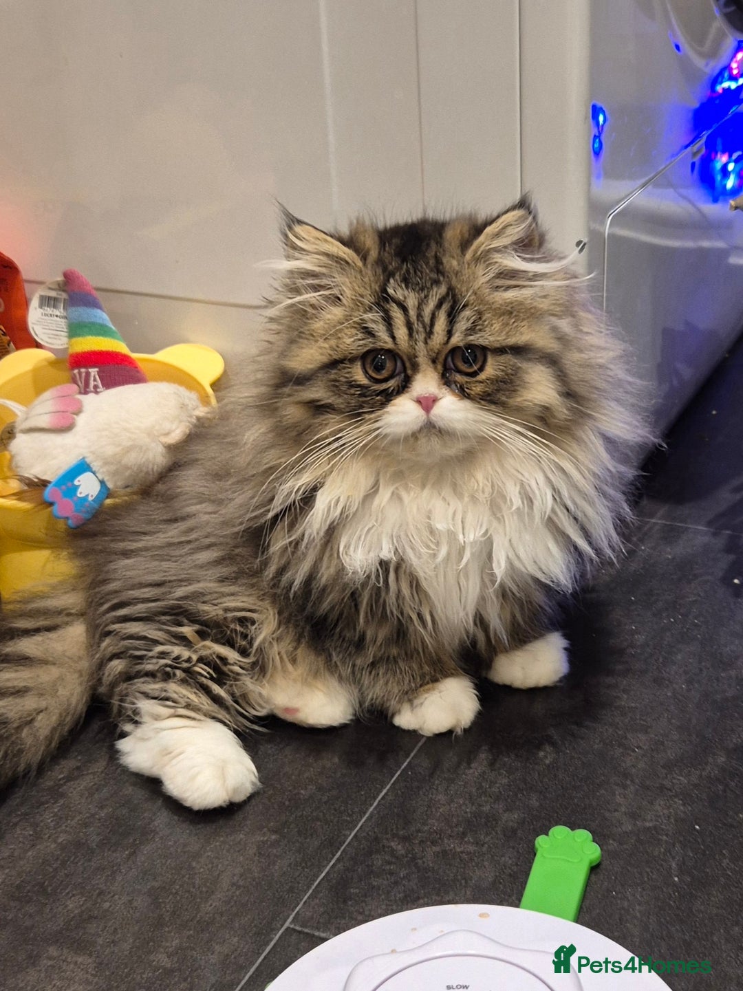 Exotic cats for sale: Exotic longhair and short hair kittens  - Image 36