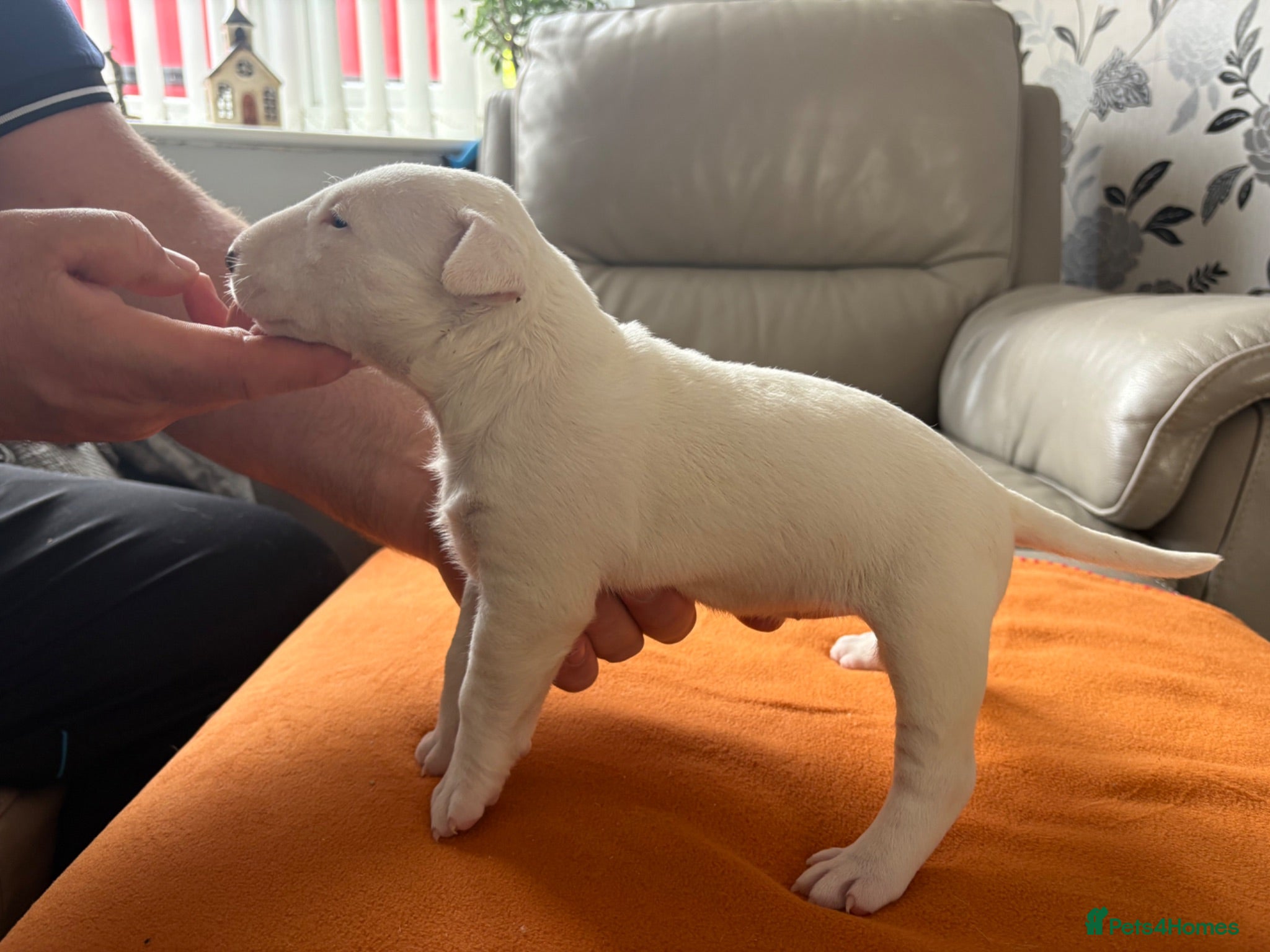 English Bull Terrier dogs beautiful KC registered bull terrier pups - Advert 1