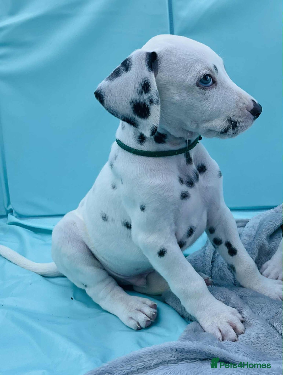 Dalmatian dogs for sale: Dalmatian puppies  - Image 24