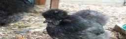 Chickens poultry for sale: Silkie hens 16 weeks old - Advert 3