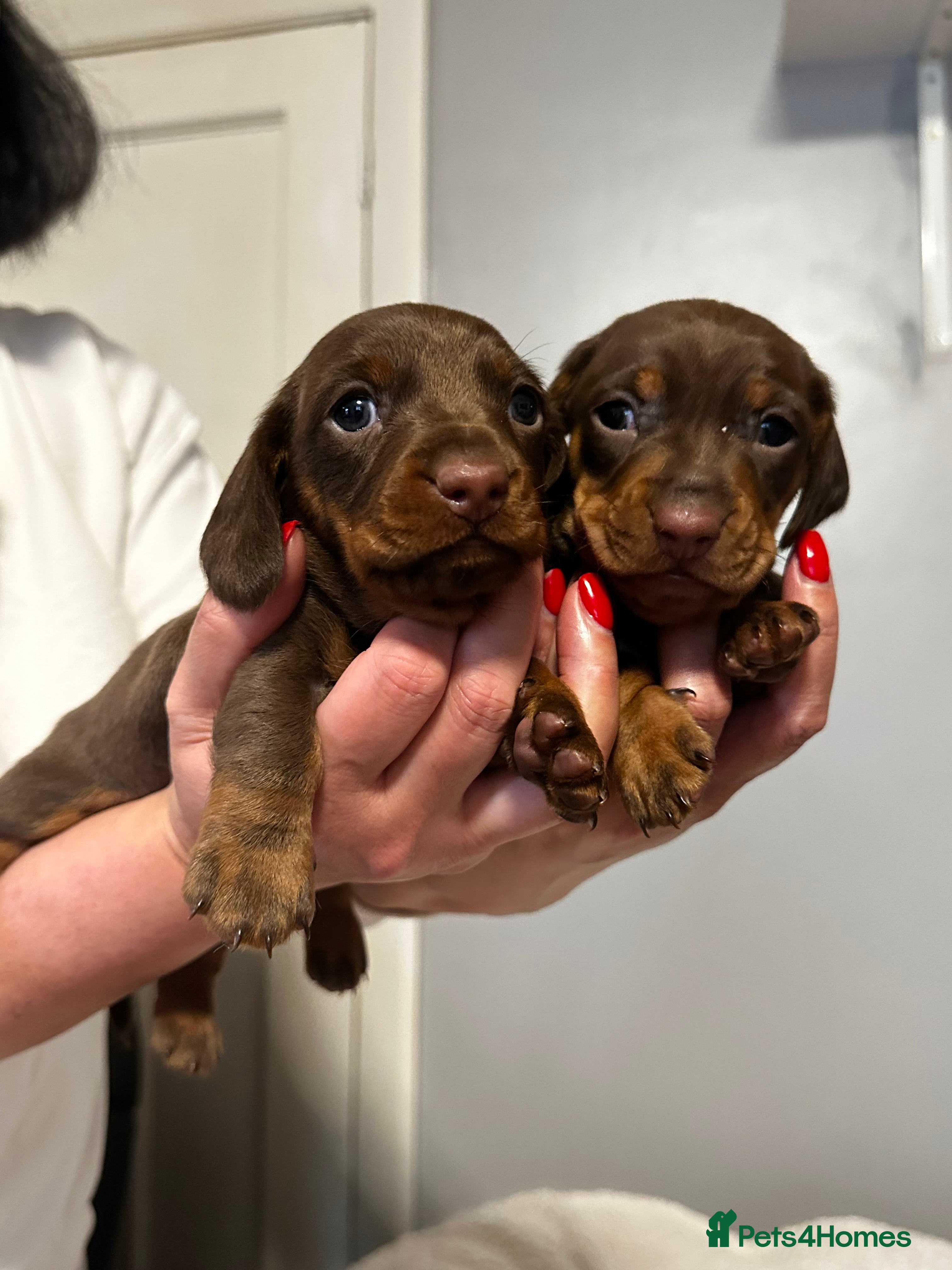 Miniature Dachshund dogs sweet mini dachshund babies - Advert 3