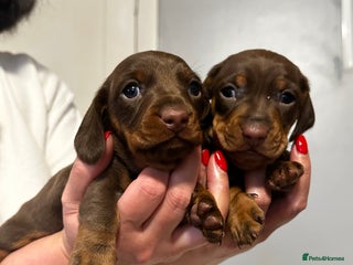 Miniature Dachshund dogs sweet mini dachshund babies - Advert 3