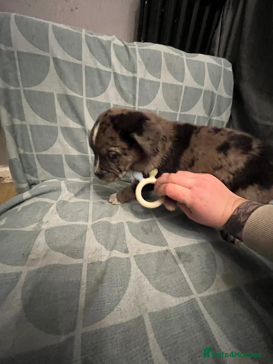 Mixed Breed dogs for sale: Beautiful Merle Caucasian corso - Advert 15