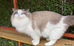 Ragdoll cats for sale: Ragdoll adult  Tica  - Image 10
