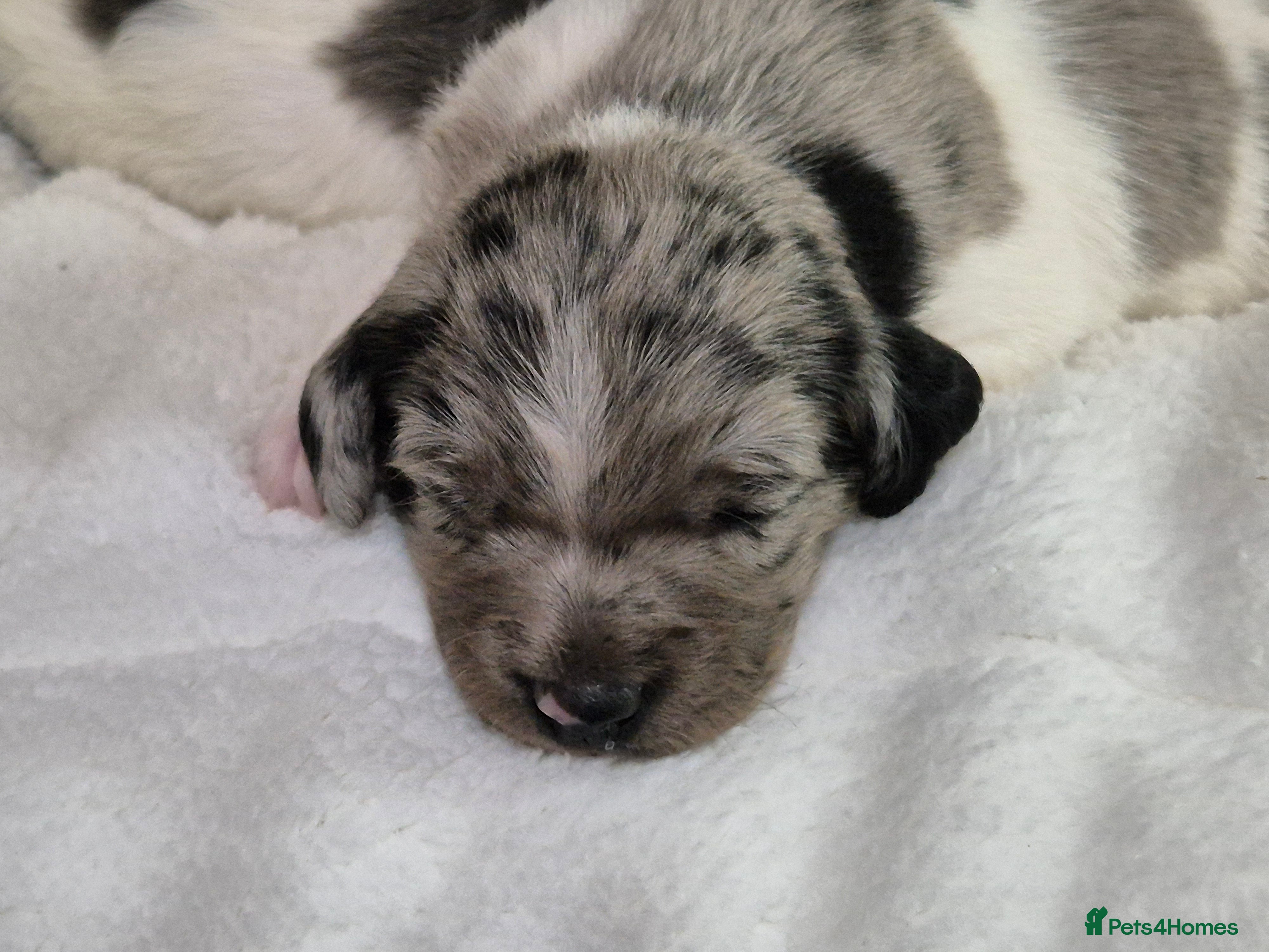 Sprollie dogs 3/4 Springer Spaniel Puppies  - Advert 1