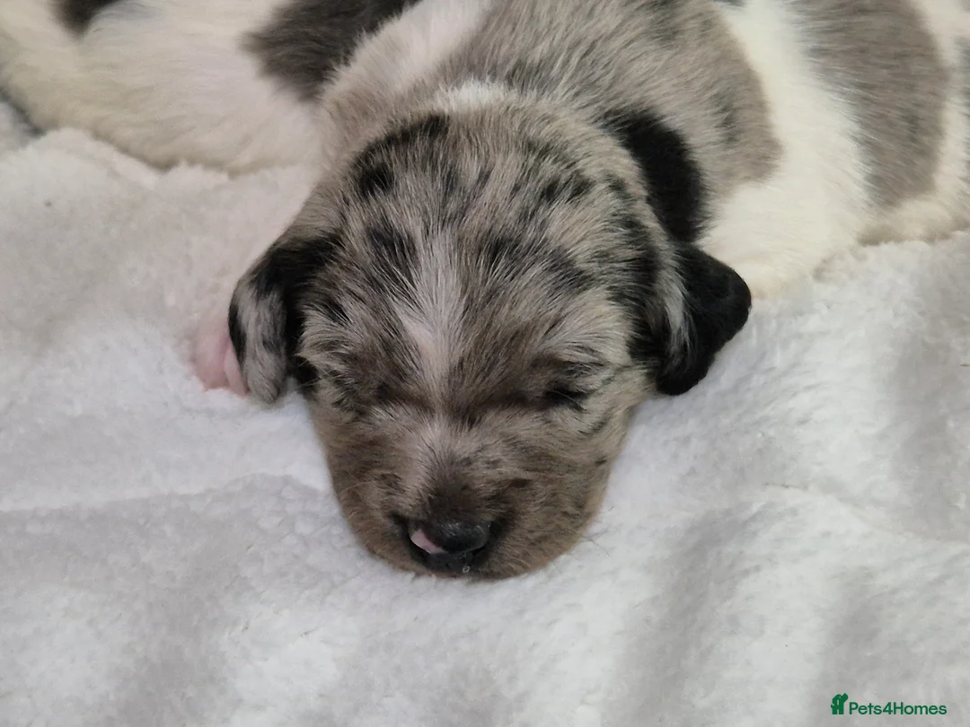 Sprollie dogs for sale: 3/4 Springer Spaniel Puppies - Sprollies - Advert 1