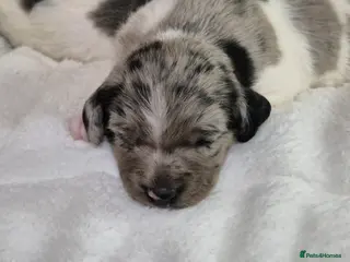 Sprollie dogs 3/4 Springer Spaniel Puppies - Sprollies - Advert 9