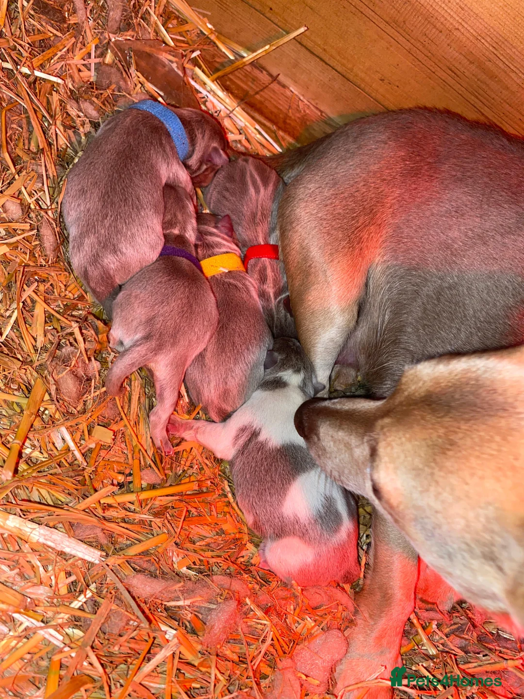 Jack Russell dogs for stud: Lilac tri wenlock jackrussel available for stud in Romford - Advert 2