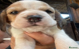 Beagle dogs for sale:  stunning kc reg pups ready midjuly july - Image 27