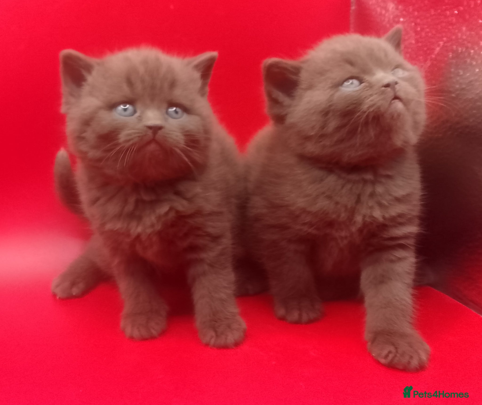 British Shorthair cats Beautiful Cinnamon Chocklate kittens  - Advert 16