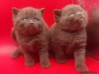 British Shorthair cats Beautiful Cinnamon Chocklate kittens - Advert 16