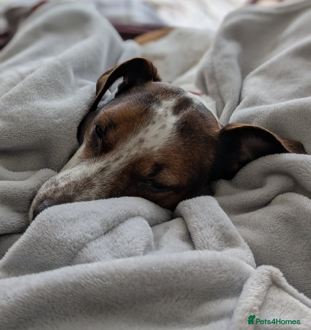 Plummer Terrier dogs for adoption: Milo Terrier  - Image 10