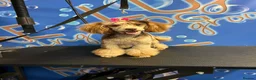 Toy Poodle dogs for sale: Chocolate & Toy Poodle Babies READY NOW - Advert 12