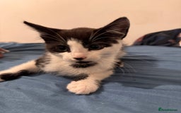 Mixed Breed cats for sale: 5 beautiful kittens  - Image 9
