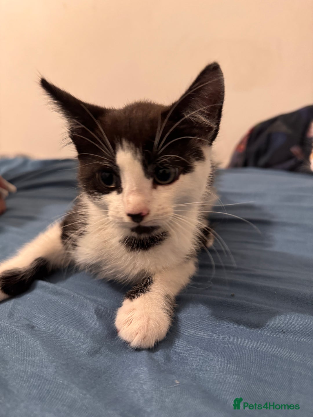 Mixed Breed cats for sale: 5 beautiful kittens  - Image 9