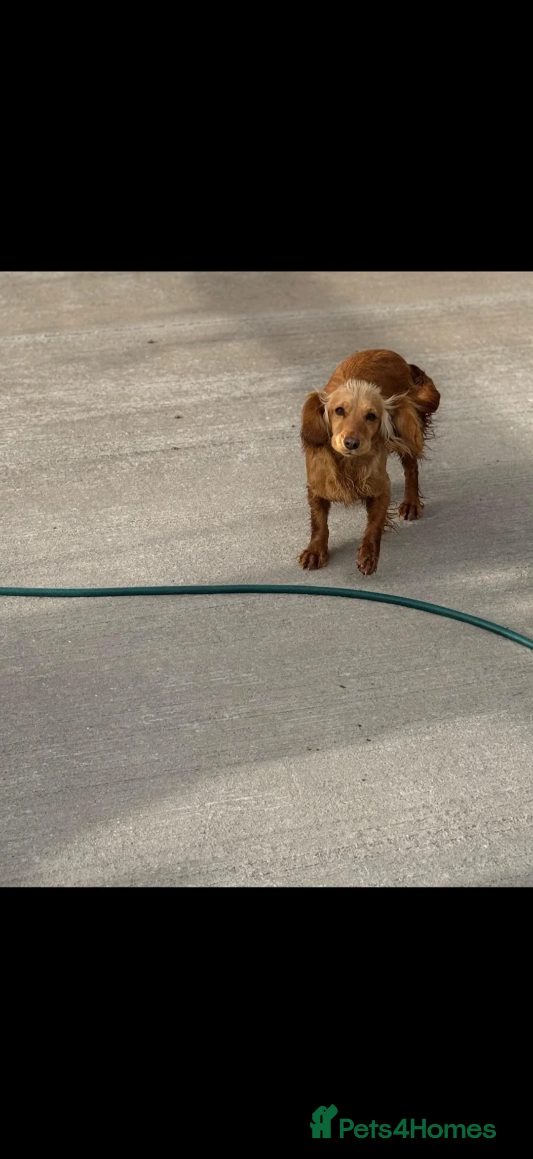 Cocker Spaniel dogs for sale: KC reg cocker spaniel puppies - Advert 2