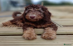 Labradoodle dogs for sale: 🌈The work has been done , choose your breeder 🌈 - Image 7