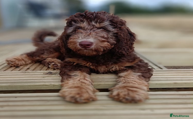 Labradoodle dogs - Advert 5