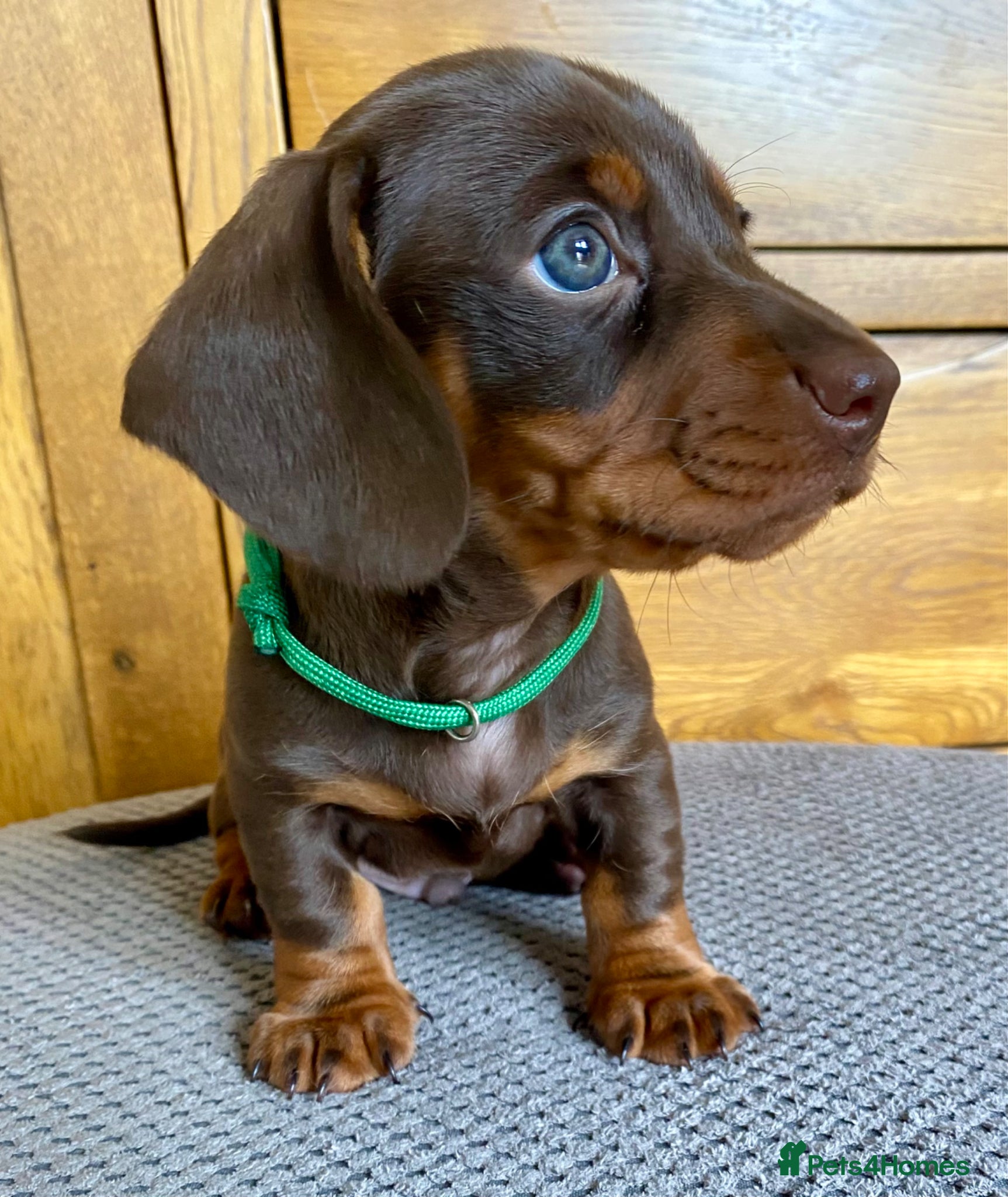 Miniature Dachshund dogs 🐶 READY TODAY 🐶 £1,100 - Advert 1