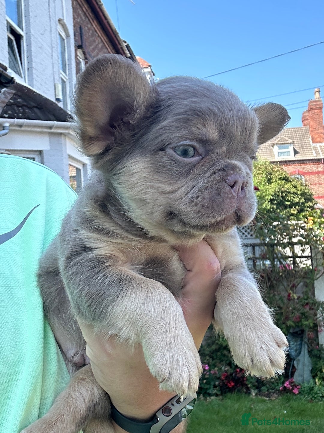 French Bulldog dogs for sale: Fluffy Frenchies - Image 10