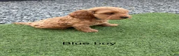 Cockapoo dogs for sale: Gorgeous red cockapoo - Advert 11