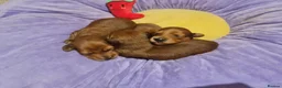 Miniature Dachshund dogs for sale: Pra clear-Beautiful miniature LG Dachshund pupps - Advert 22