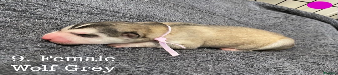 Pup 9