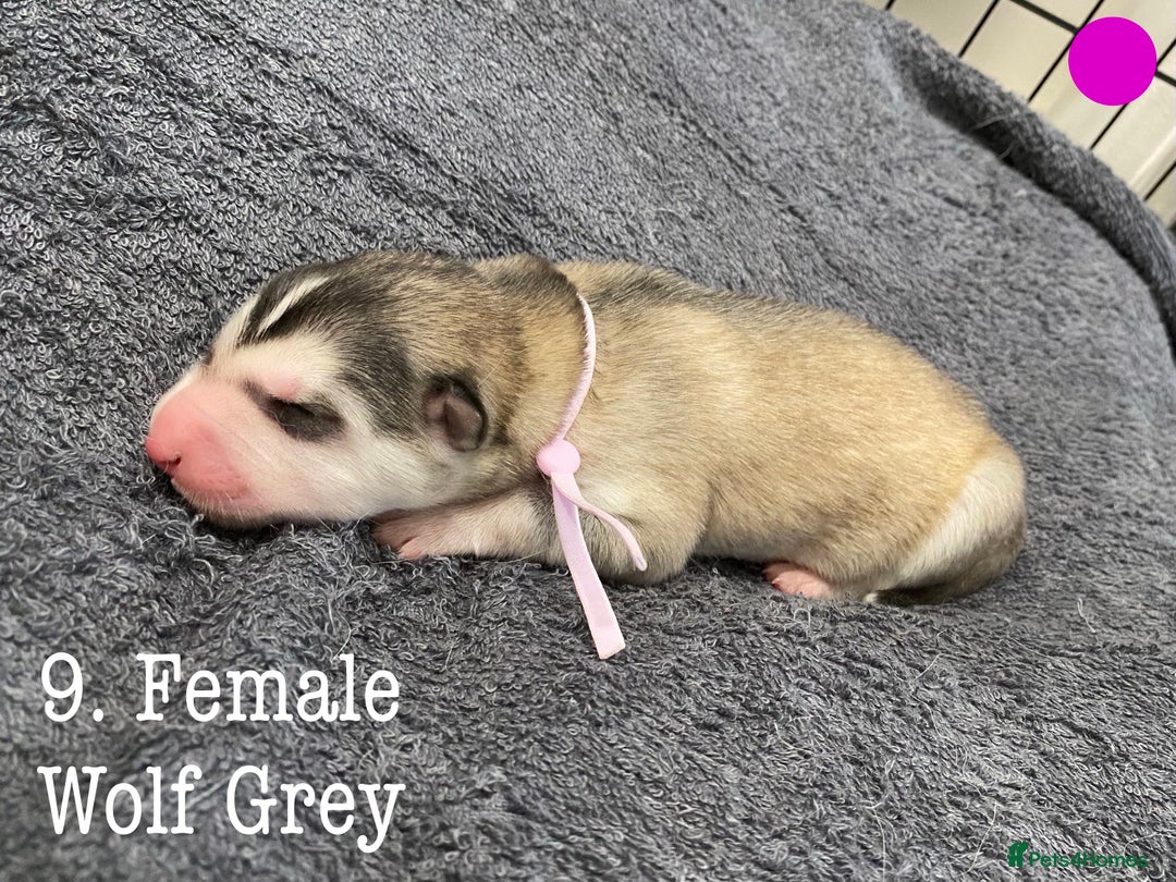 Mixed Breed dogs for sale: Malamute x Alaskan Shepherd Litter - Image 11