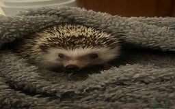 Mixed Breed reptiles for sale: African Pygmy Hedgehog  - Image 1