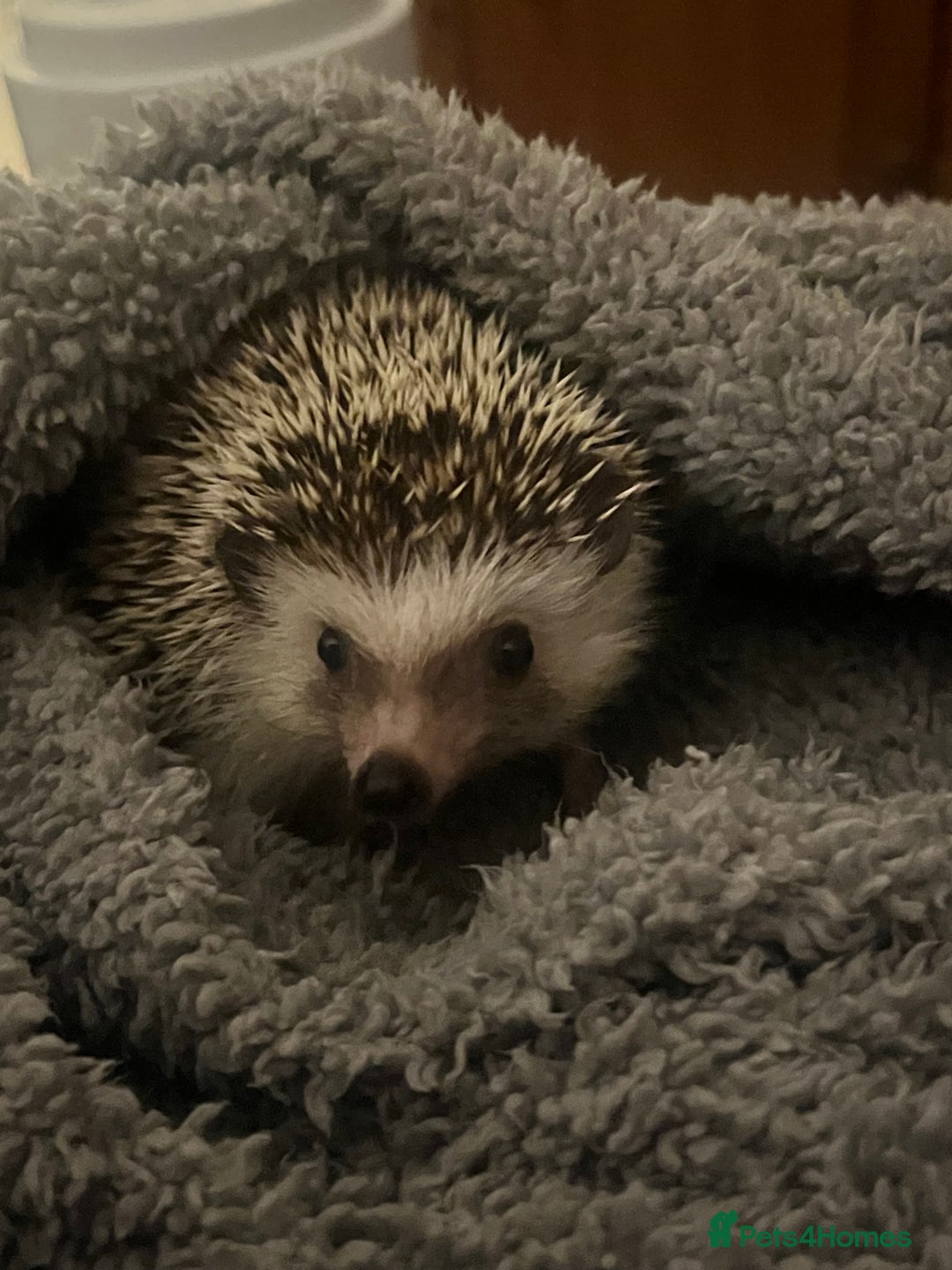 Mixed Breed reptiles for sale: African Pygmy Hedgehog  - Image 1